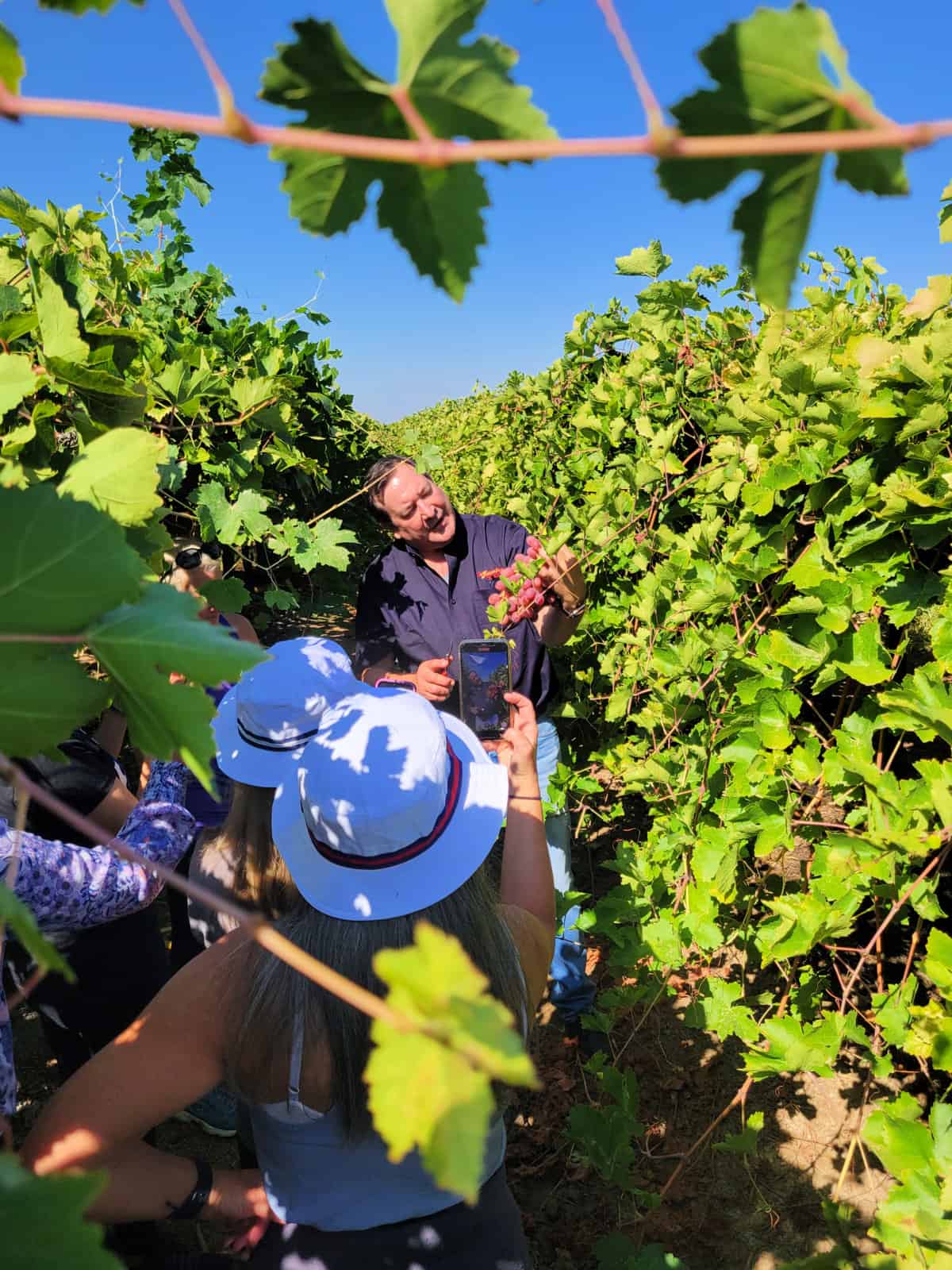 An image of a grape grower giving a vineyard tour.