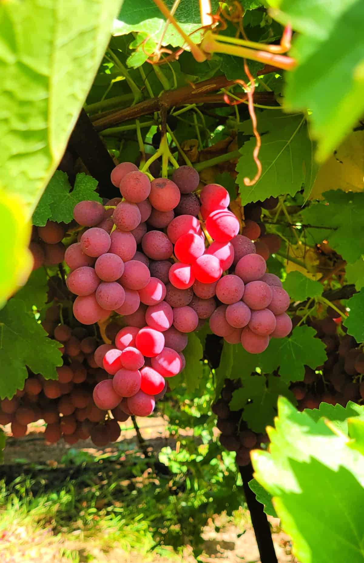 An image of a bunch of red grapes hanging on a vine.